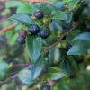Live Huckleberry Plant - Vaccinium ovatum - 1-2" Tall Evergreen Berry Bush - Edible Berries - Outdoor - Image 1