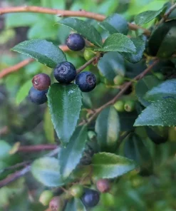 Live Huckleberry Plant - Vaccinium ovatum - 1-2