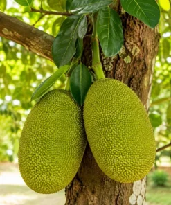 Live Jackfruit Tree Plant - 3-6 Inches Tall, 4 Inch Pot - Tropical Fruit Tree for Full Sun - Image 4