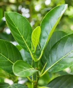 Live Jackfruit Tree Plant - 3-6 Inches Tall, 4 Inch Pot - Tropical Fruit Tree for Full Sun - Image 7