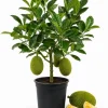 Live Jackfruit Tree Plant - 3-6 Inches Tall, 4 Inch Pot - Tropical Fruit Tree for Full Sun - Image 1