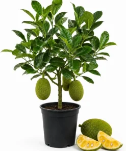 Live Jackfruit Tree Plant - 3-6 Inches Tall, 4 Inch Pot - Tropical Fruit Tree for Full Sun - Image 1