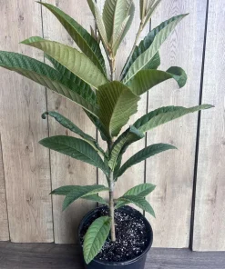 Live Loquat Plant in 10