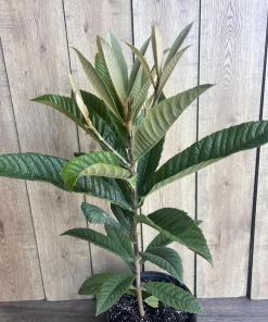 Live Loquat Plant in 10
