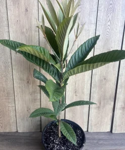 Live Loquat Plant in 10