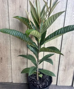 Live Loquat Plant in 10