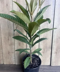 Live Loquat Plant in 10