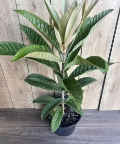 Live Loquat Plant in 10