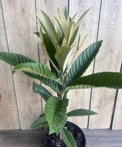 Live Loquat Plant in 10