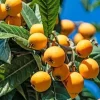 Live Loquat Plant in 10" Pot Eriobotrya Japonica - Image 1