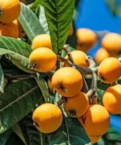 Live Loquat Plant in 10