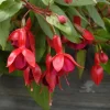 Live Marinka Fuchsia Plant – 5" Pot – Small Flowering Shrub – Red Blooms - Image 1