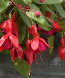 Live Marinka Fuchsia Plant – 5