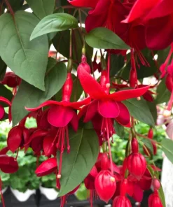Live Marinka Fuchsia Plant – 5