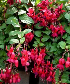 Live Marinka Fuchsia Plant – 5