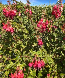 Live Marinka Fuchsia Plant – 5