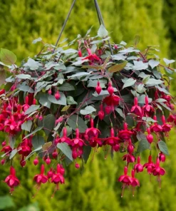 Live Marinka Fuchsia Plant – 5