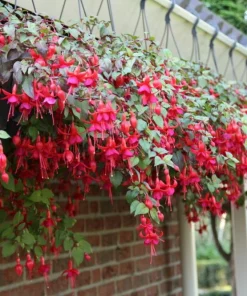 Live Marinka Fuchsia Plant – 5