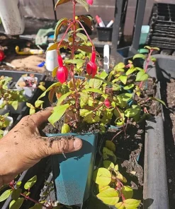 Live Marinka Fuchsia Plant – 5