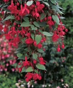 Live Marinka Fuchsia Plant – 5