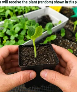 Live Pumpkin Plant for Planting - 1 Plant, 2-4 Inch Tall - Outdoor Vegetable - Image 2