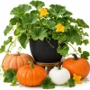 Live Pumpkin Plant for Planting - 1 Plant, 2-4 Inch Tall - Outdoor Vegetable - Image 1