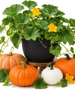 Live Pumpkin Plant for Planting - 1 Plant, 2-4 Inch Tall - Outdoor Vegetable - Image 1