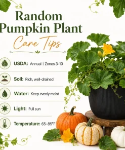 Live Pumpkin Plant for Planting - 1 Plant, 2-4 Inch Tall - Outdoor Vegetable - Image 4