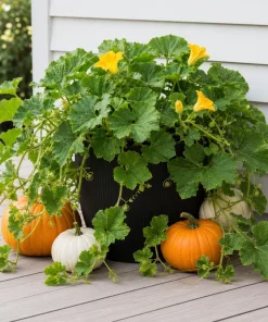 Live Pumpkin Plant for Planting - 1 Plant, 2-4 Inch Tall - Outdoor Vegetable - Image 6