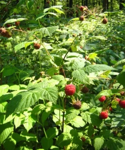 Live Salmonberry Plant - Rubus spectabilis - Deciduous Native Berry Shrub - Edible Orange-Red Berries - Image 10