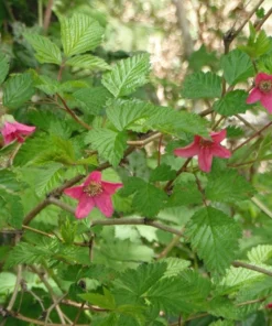 Live Salmonberry Plant - Rubus spectabilis - Deciduous Native Berry Shrub - Edible Orange-Red Berries - Image 2