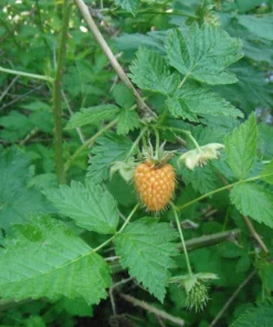 Live Salmonberry Plant - Rubus spectabilis - Deciduous Native Berry Shrub - Edible Orange-Red Berries - Image 3