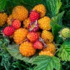 Live Salmonberry Plant - Rubus spectabilis - Deciduous Native Berry Shrub - Edible Orange-Red Berries - Image 1