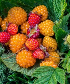 Live Salmonberry Plant - Rubus spectabilis - Deciduous Native Berry Shrub - Edible Orange-Red Berries - Image 1