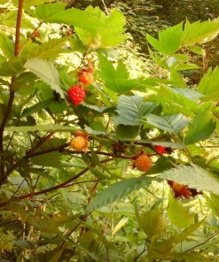 Live Salmonberry Plant - Rubus spectabilis - Deciduous Native Berry Shrub - Edible Orange-Red Berries - Image 4