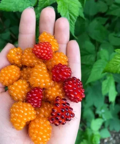 Live Salmonberry Plant - Rubus spectabilis - Deciduous Native Berry Shrub - Edible Orange-Red Berries - Image 5
