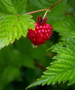 Live Salmonberry Plant - Rubus spectabilis - Deciduous Native Berry Shrub - Edible Orange-Red Berries - Image 8