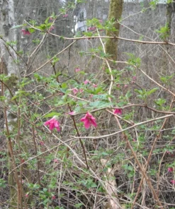 Live Salmonberry Plant - Rubus spectabilis - Deciduous Native Berry Shrub - Edible Orange-Red Berries - Image 9