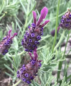 Live Spanish Lavender Plant – Deep Purple Flowers – 6