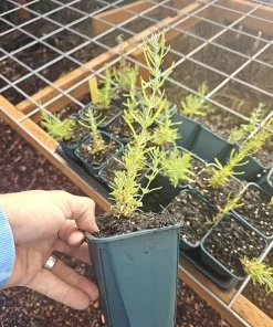 Live Spanish Lavender Plant – Deep Purple Flowers – 6