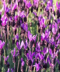 Live Spanish Lavender Plant – Deep Purple Flowers – 6