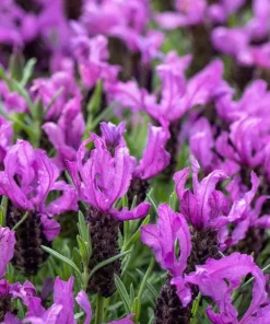 Live Spanish Lavender Plant – Deep Purple Flowers – 6