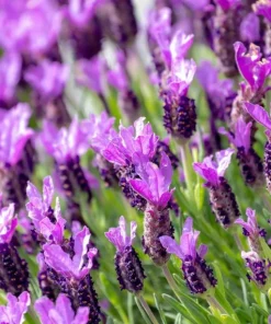 Live Spanish Lavender Plant – Deep Purple Flowers – 6