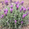 Live Spanish Lavender Plant – Deep Purple Flowers – 6" Tall in 5" Pot – Full Sun - Image 1