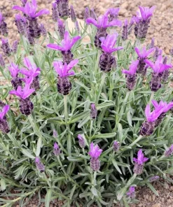 Live Spanish Lavender Plant – Deep Purple Flowers – 6