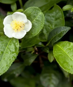 Live Tea Tree Plant – 3