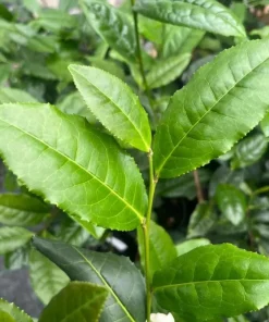 Live Tea Tree Plant – 3