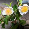 Live Tea Tree Plant – 3" Pot – Evergreen Aromatic Shrub – Melaleuca alternifolia - Image 1