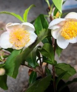 Live Tea Tree Plant – 3