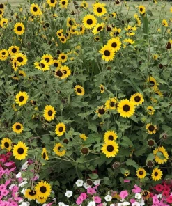 Live Yellow Sunflower Plant - 3-6 Inch Tall Annual, 3-Inch Pot, Outdoor - Image 10